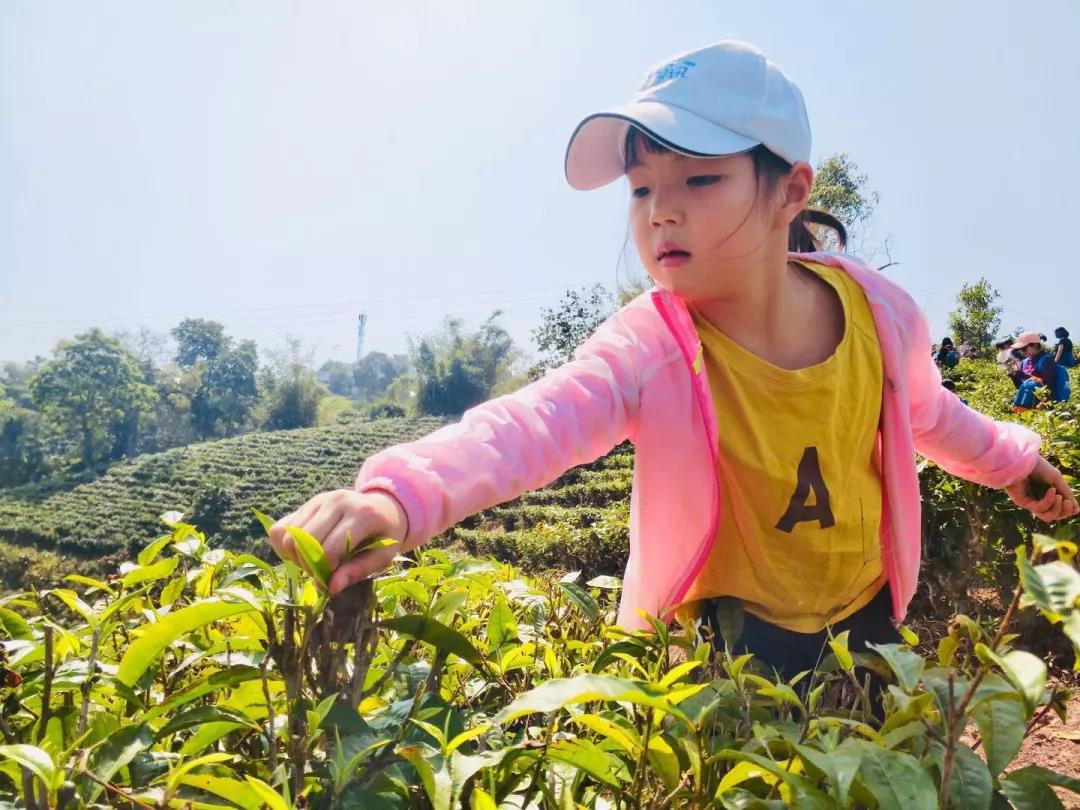 采茶制茶体验