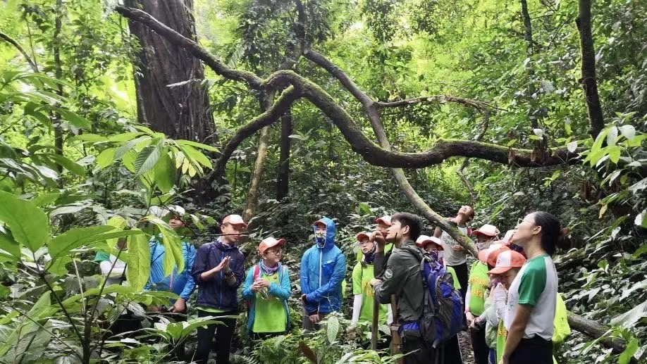 西双版纳勐远仙境雨林穿越：带你探秘原始雨林，寻找神奇的雨林精灵