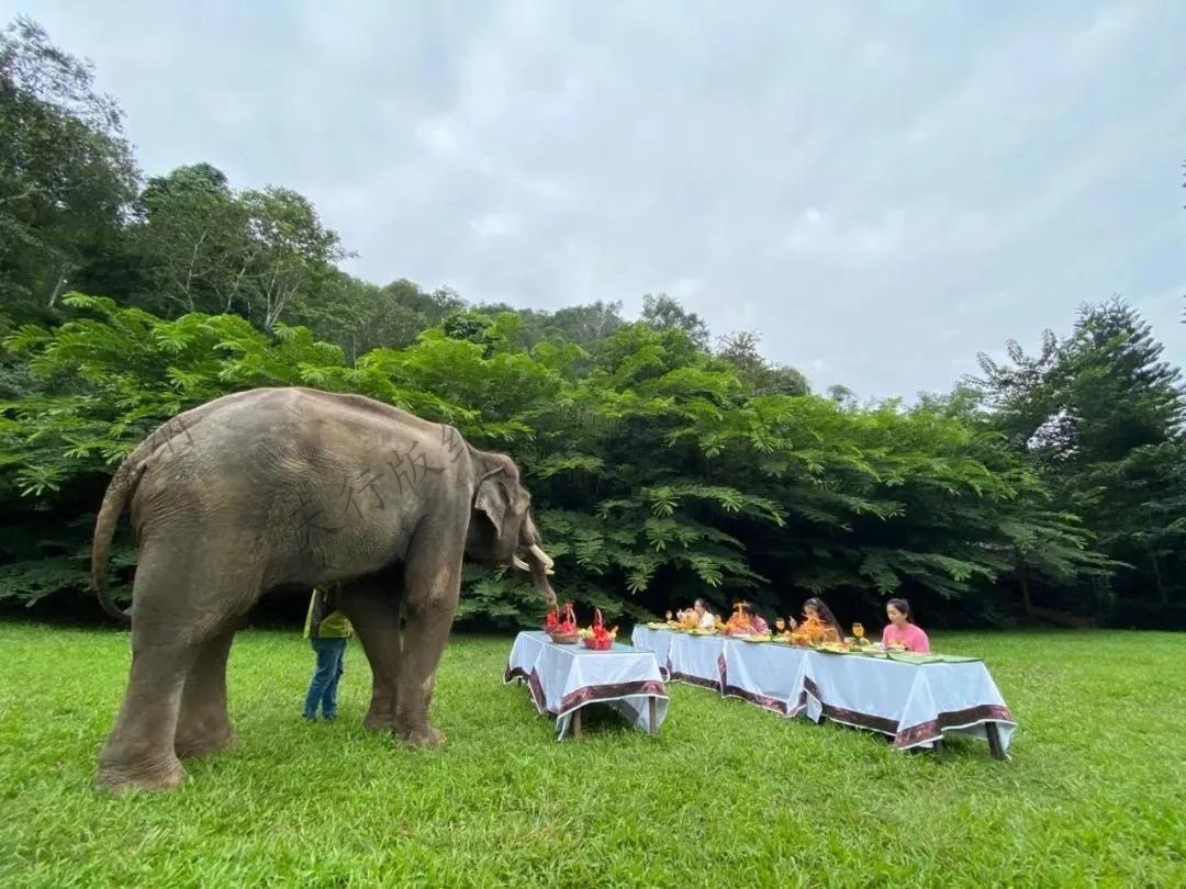 西双版纳象餐