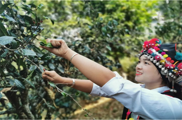 坐上火车去西双版纳·勐海观茶山风光