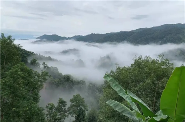 西双版纳忆茶香 | 品一杯茶 游一座山