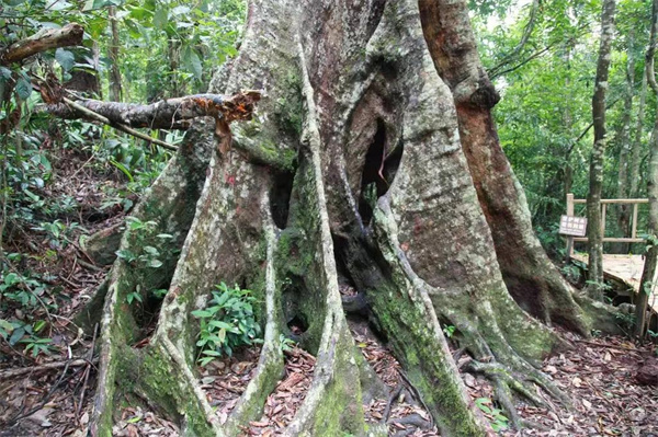 走进勐远仙境，感受超乎想象的生物多样性，是公司团建的最佳选择