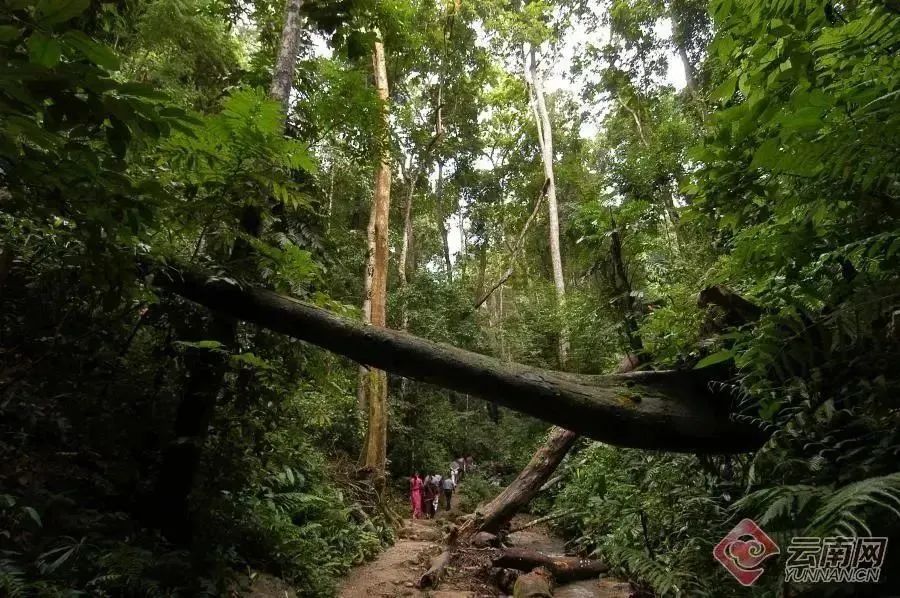 西双版纳旅游