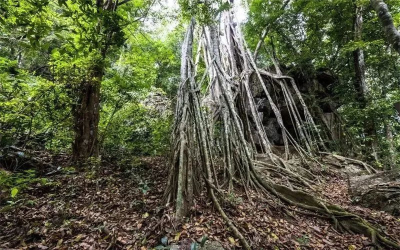 西双版纳研学