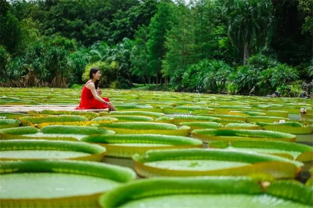 有一种叫云南的生活·景区 | 快来中科院西双版纳热带植物园体验王莲“水上漂”