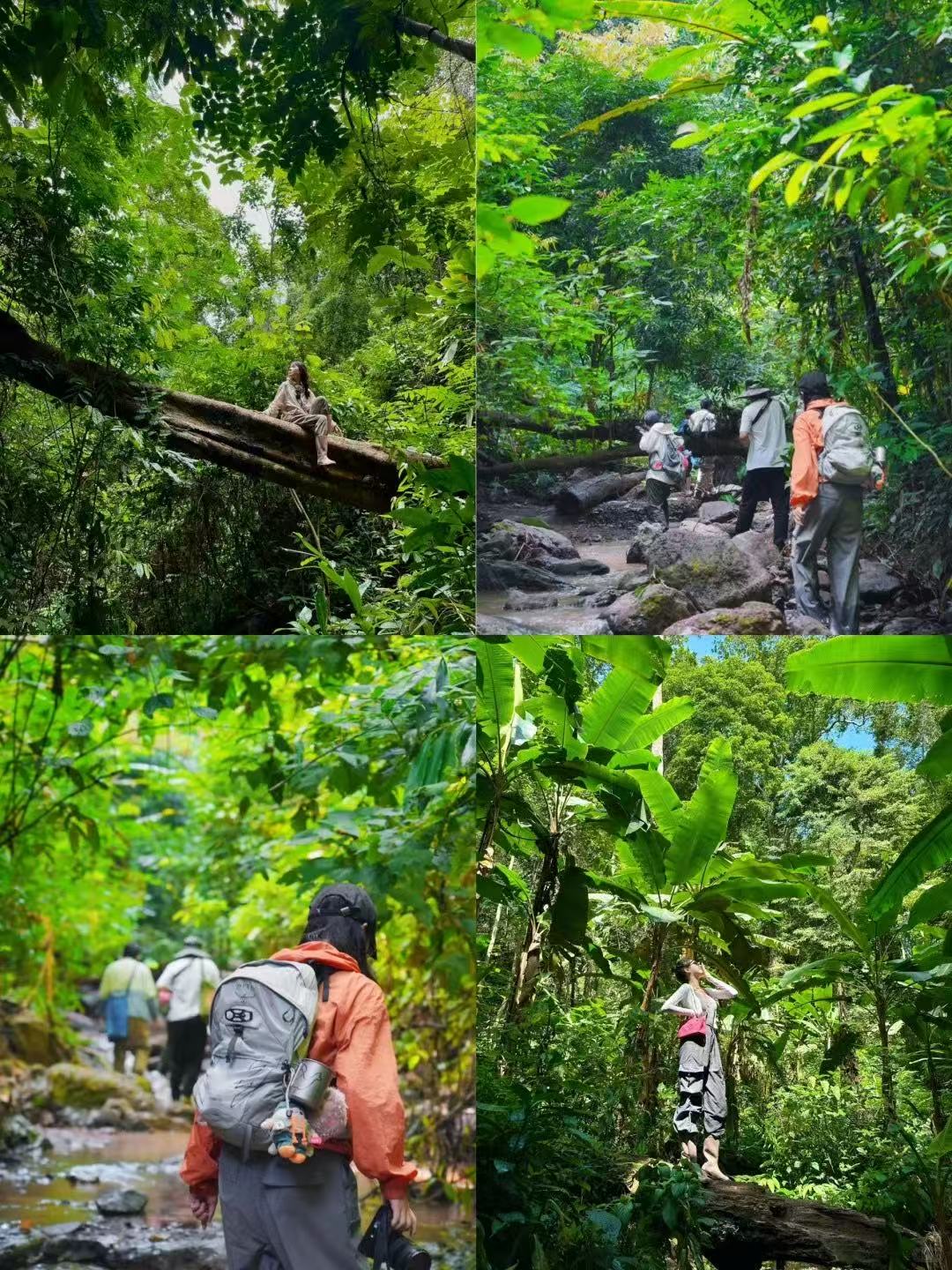 云南旅游,云南旅行社,西双版纳旅游,西双版纳旅行社,西双版纳团建公司,西双版纳策划公司：公司团建新玩法｜在基诺山雨林当“野生打工人”，解压又出片！
