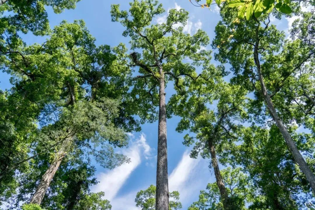 云南旅游,云南团建公司,云南策划公司,云南会议会展,云南策划执行,西双版纳团建公司,西双版纳策划公司：暖冬出游，三条路线畅玩西双版纳