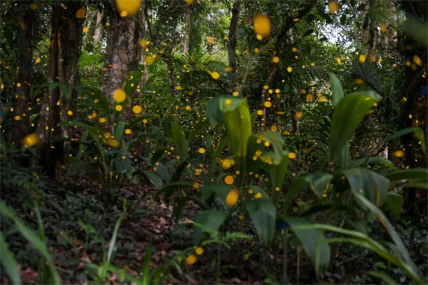 西双版纳旅游：微光成海！版纳植物园萤火虫解锁生态治愈时刻