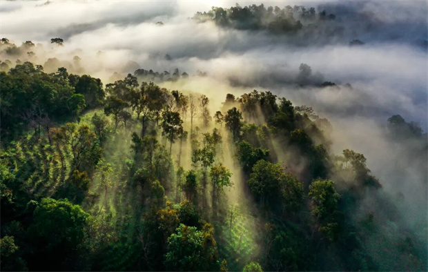 西双版纳旅游：在西双版纳，茶有多少种吃法？