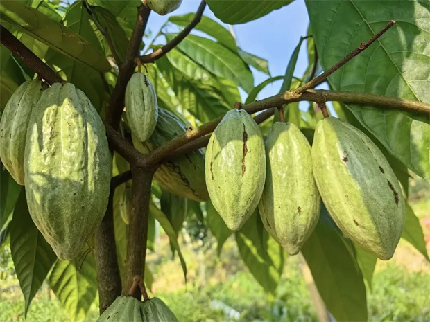 西双版纳旅游：西双版纳新观察｜林下生金 解锁西双版纳森林里的财富密码
