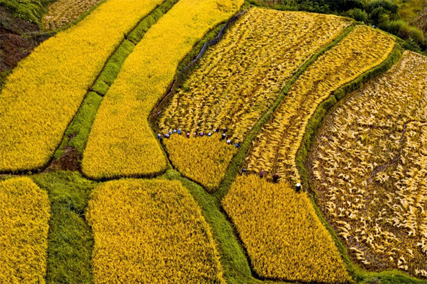 西双版纳旅游：2026年中国农民丰收节云南省主会场西双版纳勐海会场