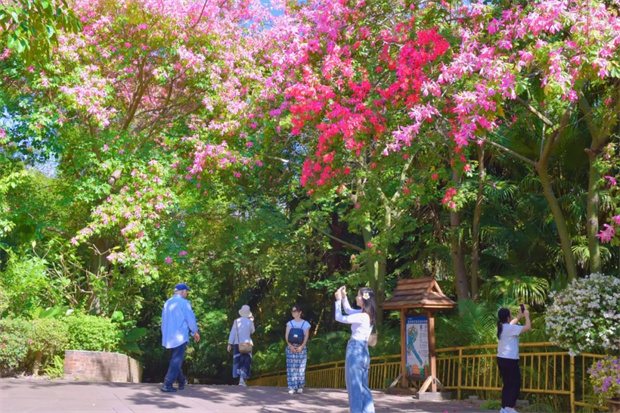 西双版纳旅游：澜湄好物嘉年华｜10月到西双版纳看繁花似锦 满城芬芳